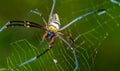Spider And Web Spider Fiber Cobweb