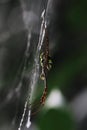 spider web or spider silk and small predator signature spider (argiope anasuja) waiting for prey, tropical rainforest Royalty Free Stock Photo