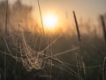 Spider web Royalty Free Stock Photo