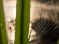 Spider web Royalty Free Stock Photo