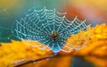 Spider on the web. Spider web with dew drops on colorful foliage Royalty Free Stock Photo