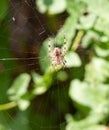 Spider on web spider on web outside European Garden Spider or C Royalty Free Stock Photo