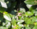 Spider on web spider on web outside European Garden Spider or C Royalty Free Stock Photo