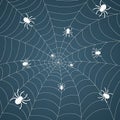 spider web with spider, cobweb pattern background