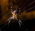 Spider on a Web Royalty Free Stock Photo