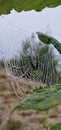 cobweb with morning dew between branches of a tree