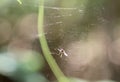 A closeup view of spider web and a mosquito in th web