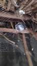 Spider web, spiderweb, spider`s web, or cobweb is a structure created by a spider