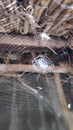 Spider web, spiderweb, spider`s web, or cobweb is a structure created by a spider