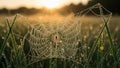 Spider web stretched between blades of grass backlit by a rising Royalty Free Stock Photo
