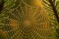 A spider web strung between two pine branches covered in tiny dewdrops. Royalty Free Stock Photo