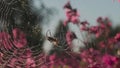 Spider web in the sun with waterdrops on blooming pink flowers background. Motion. Close up of spider insect on the web Royalty Free Stock Photo