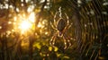 Spider web in sunlight Royalty Free Stock Photo