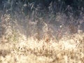 Spider Web On Sunny Meadow In Dew With Rays Of The Rising Sun. Cobweb In A Meadow On A Foggy Morning, Shooted With Shallow Depth