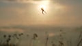 Spider on web sunset backlit time lapse sun goes down 4k