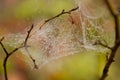 Spider web is suspended from the branch of a tree, illuminated by the light of the surrounding area Royalty Free Stock Photo