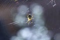 Spider on the web swinging in the wind Royalty Free Stock Photo