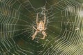 Spider in a web, taken with macro lens