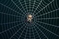 Spider web texture background adds depth and intrigue