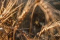 A spider in a web in a thicket of wheat. Wheat field on a Sunny day. Golden ears of wheat
