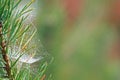 Spider web thread with dew drops on the needles of a Christmas twig, blurred natural background