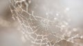 Spider web threads holding shimmering water drops in a delicate morning scene with soft bokeh background Royalty Free Stock Photo