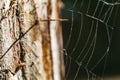 Spider Web Threads Insect Predator Weave Pattern Hanging On Tree Royalty Free Stock Photo