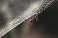 Spider In The Web Royalty Free Stock Photo