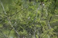 Spider Web Trap  on the Tree  in the Forest Royalty Free Stock Photo