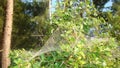 Spider. web spider on the tree. close up of web spider, closeup. insect, insects, bug, bugs, animal, animals, wildlife, wild natur