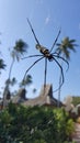 Spider in a web Royalty Free Stock Photo