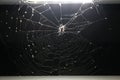 Spider on spider web under a light Royalty Free Stock Photo