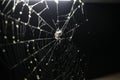 Spider on spider web under a light Royalty Free Stock Photo