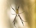 Spider on the web in the Tijuca National Park in Rio de Janeiro, Brazil. Royalty Free Stock Photo