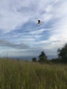 Spider on Web - View of Pacific Ocean from Waimea Canyon on Kauai Island, Hawai.