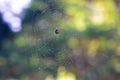 Spider Web Royalty Free Stock Photo