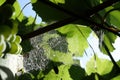 Spider web in the vineyard - detail