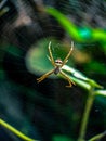 Macro shot of a spider on a web waiting for its prey