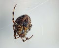 Spider in web waiting to catch prey. Arachnid. Royalty Free Stock Photo