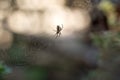 Spider on the web with water droplets on blurred greenery background and setting sun bokeh Royalty Free Stock Photo