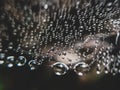 Spider web with water droplets Royalty Free Stock Photo