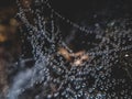Spider web with water droplets Royalty Free Stock Photo