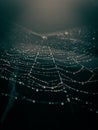 Spider web with water droplets Royalty Free Stock Photo