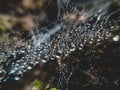 Spider web with water droplets Royalty Free Stock Photo