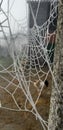 Spider web with water drops and chickens behind