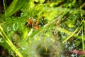 spider on web with water drops Royalty Free Stock Photo