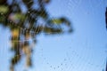Spider web with water drops closeup. Spiderweb with dew on clear blue sky background. Beautiful big spider net with drops. Royalty Free Stock Photo