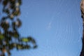 Spider web with water drops closeup. Spiderweb with dew on clear blue sky background. Beautiful big spider net with drops. Royalty Free Stock Photo