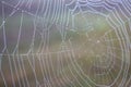 Spider web with water drops closeup. Spiderweb with dew on thread. Beautiful big spider net with drops in morning fog. Royalty Free Stock Photo