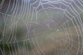 Spider web with water drops closeup. Spiderweb with dew on thread. Beautiful big spider net with drops in morning fog. Royalty Free Stock Photo